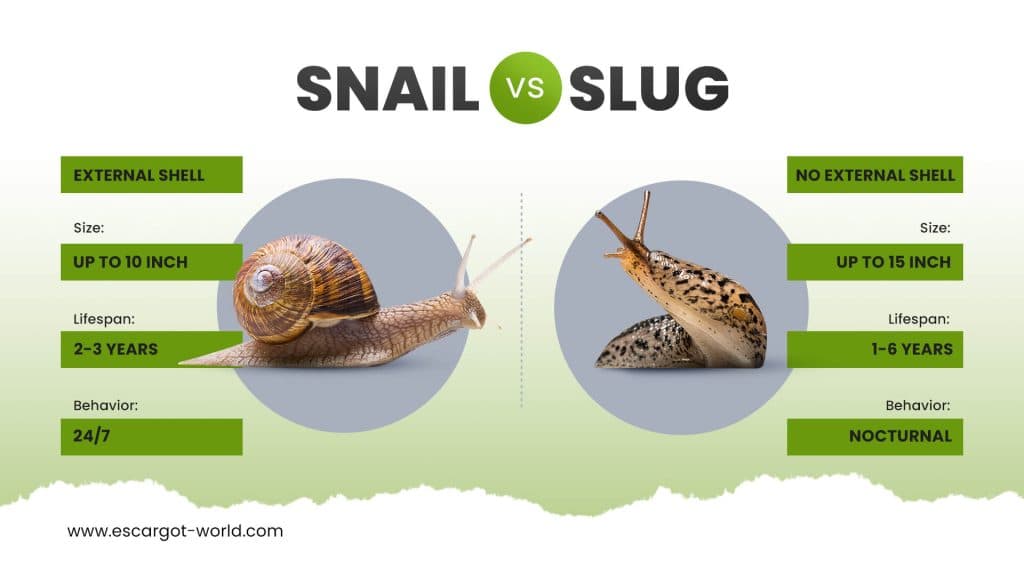 Fact Check: Are slugs and snails the same?