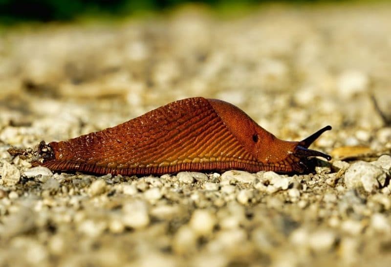Fact Check: Are slugs dangerous?