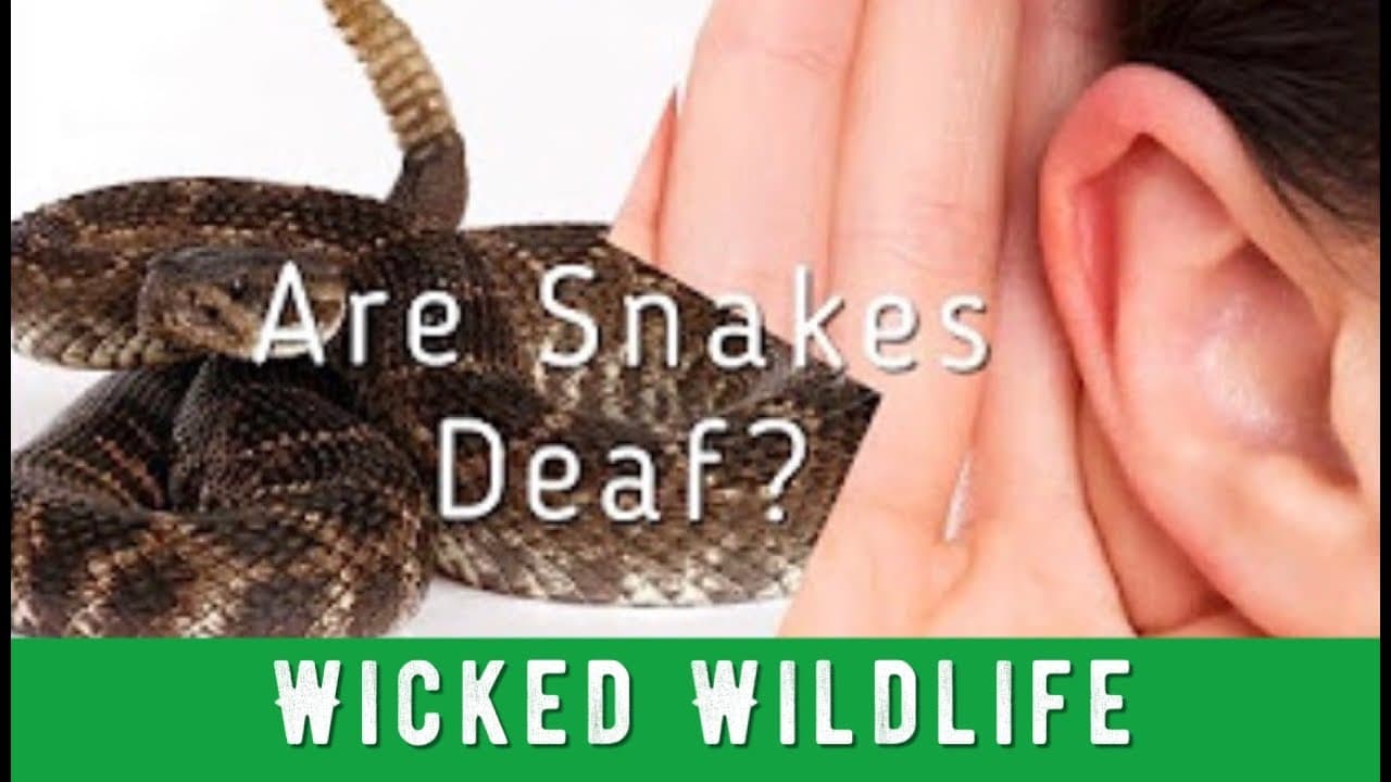 Fact Check: Are snakes deaf?