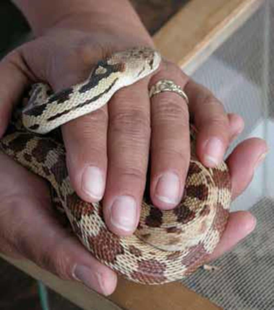 Fact Check: Are snakes good pets?