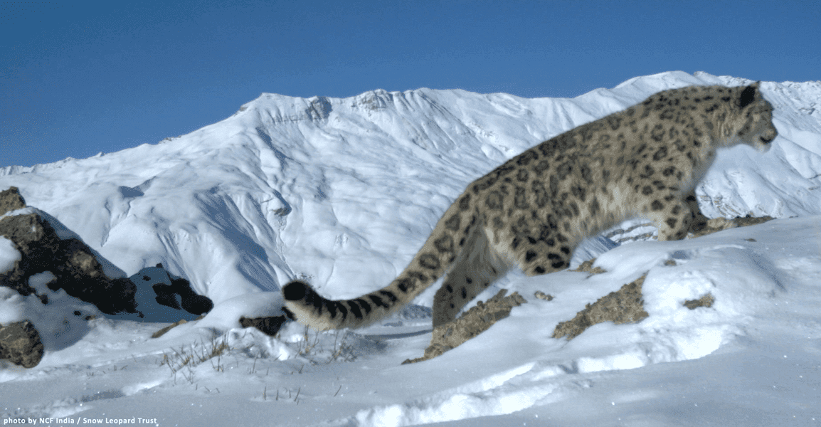 Fact Check: Are snow leopards dangerous?