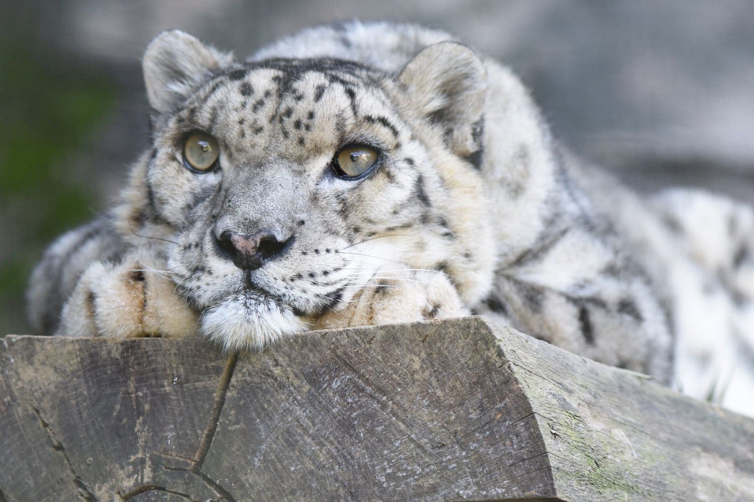 Fact Check: Are snow leopards endangered?