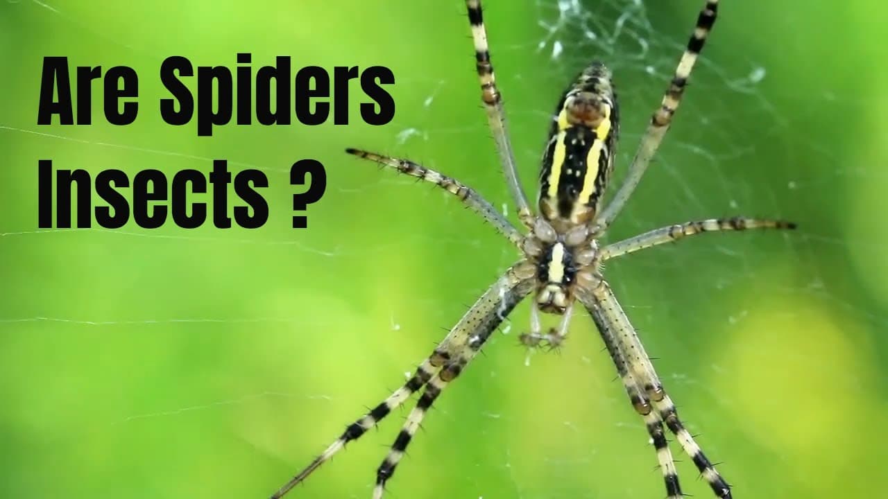Fact Check: Are spiders insects?