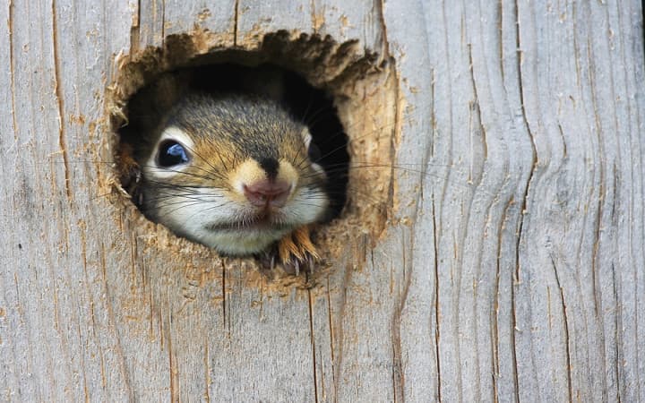Fact Check: Are squirrels good pets?