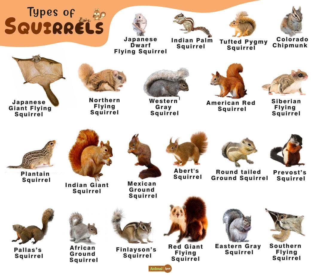 Fact Check: Are squirrels mammals?