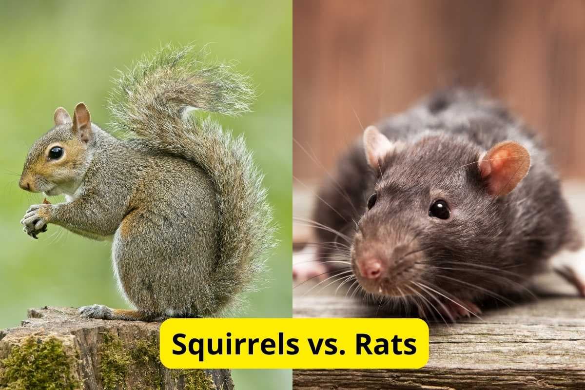 Fact Check: Are squirrels rodents?