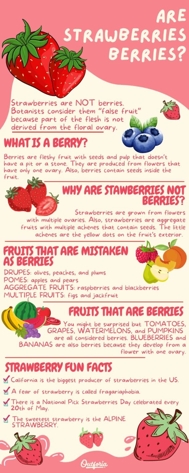 Fact Check: Are strawberries berries?