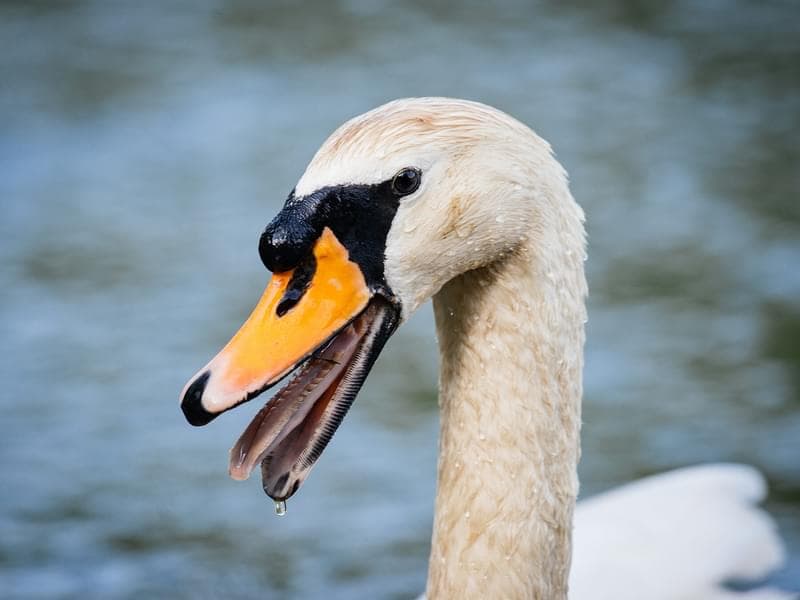 Fact Check: Are swans aggressive?