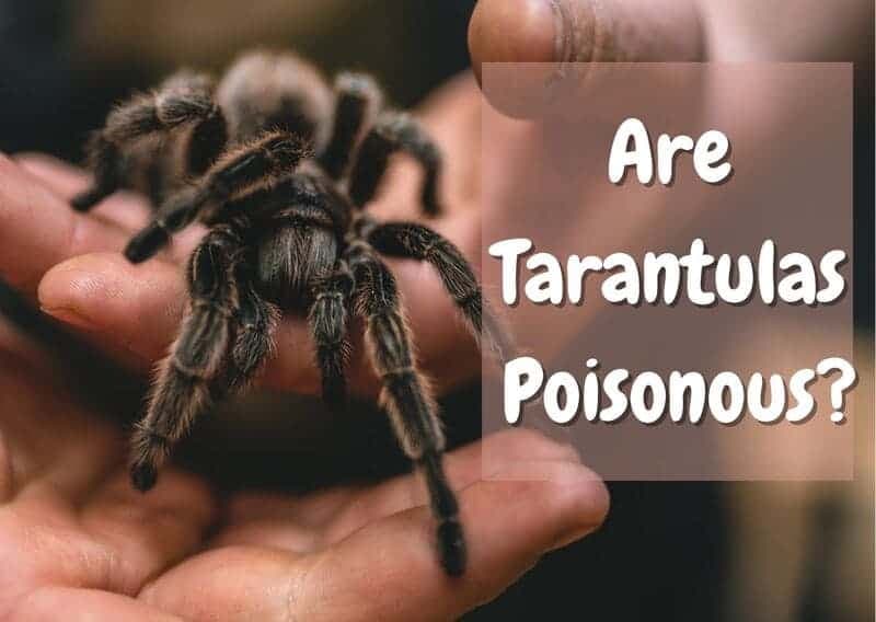 Fact Check: Are tarantulas dangerous?