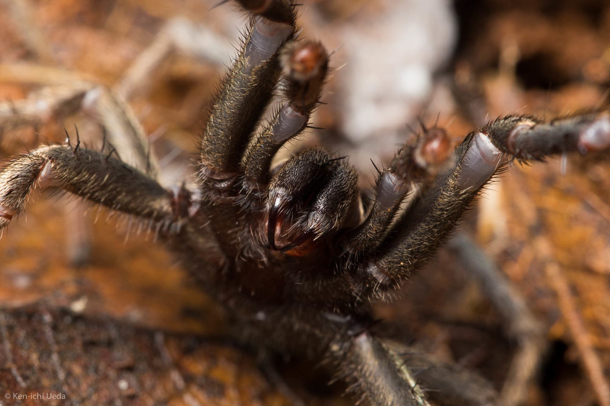 Fact Check: Are tarantulas poisonous?