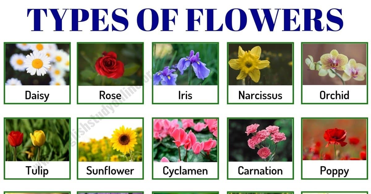 Fact Check: Are there different types of flowers?