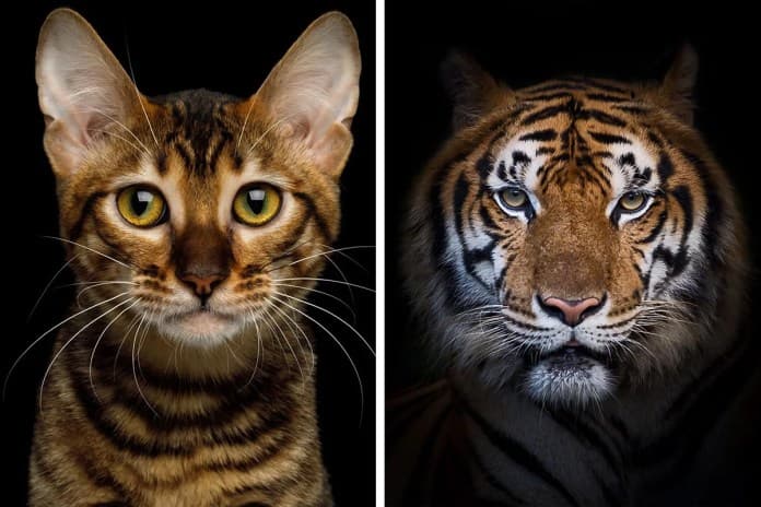 Fact Check: Are tigers cats?