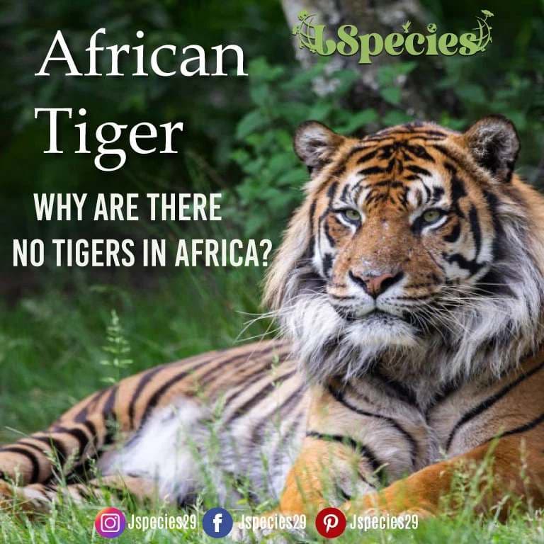 Fact Check: Are tigers in Africa?