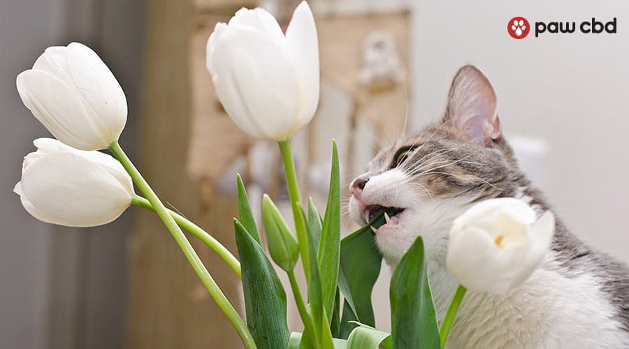 Fact Check: Are tulips safe for cats?