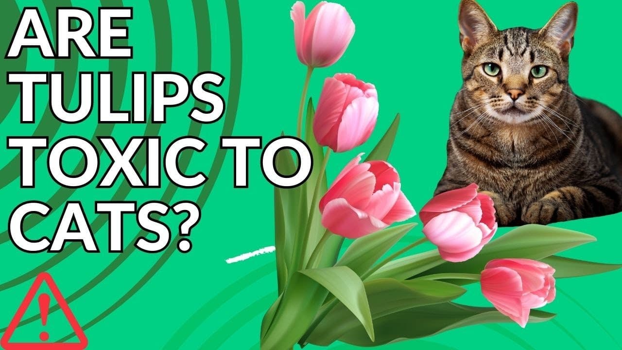 Fact Check: Are tulips toxic to cats?