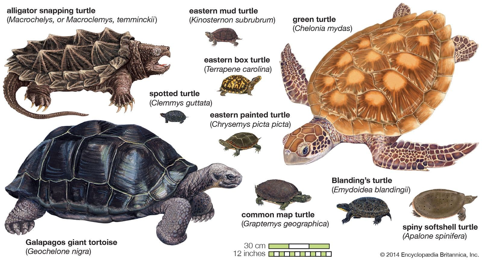 Fact Check: Are turtles reptiles?
