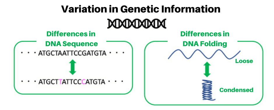 Fact Check: Are twins genetically identical?