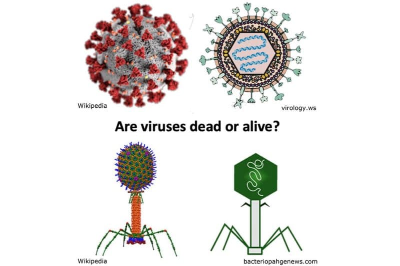 Fact Check: Are viruses alive?