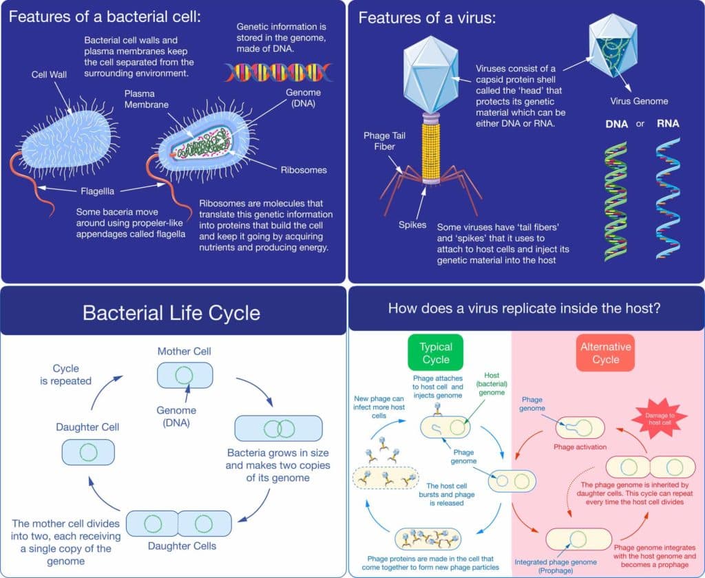 Fact Check: Are viruses living organisms?