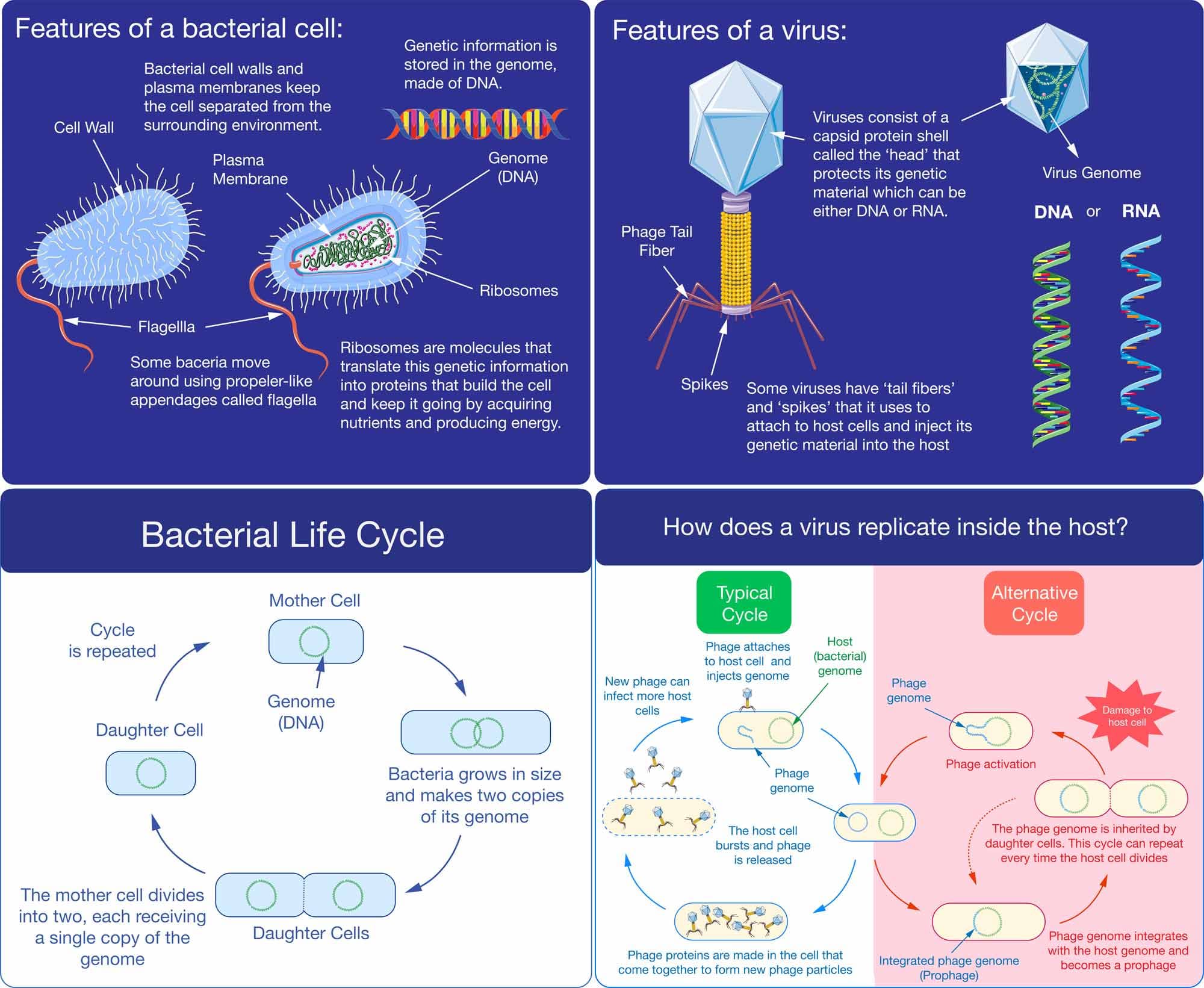 Fact Check: Are viruses living things?