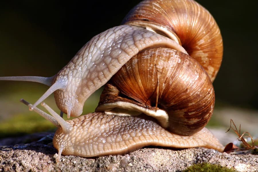 Fact Check: Are volcano snails real?