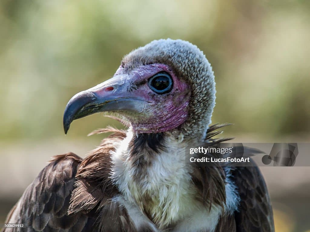 Fact Check: Are vultures birds of prey?