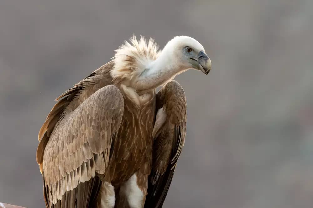 Fact Check: Are vultures carnivores?