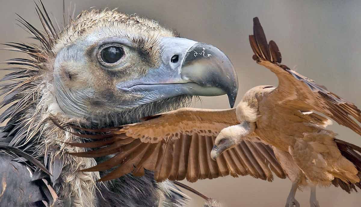 Fact Check: Are vultures dangerous?
