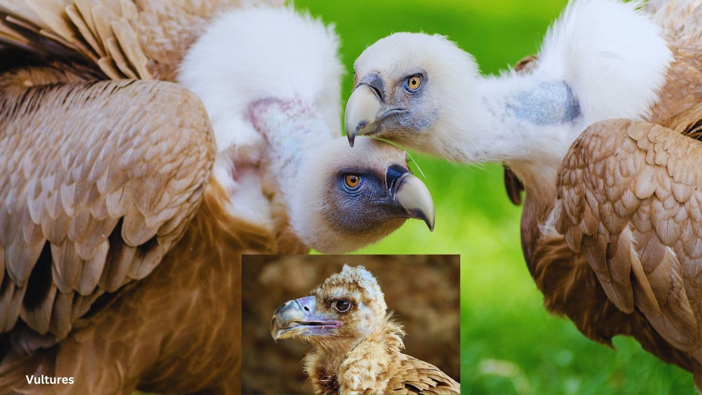 Fact Check: Are vultures detritivores?