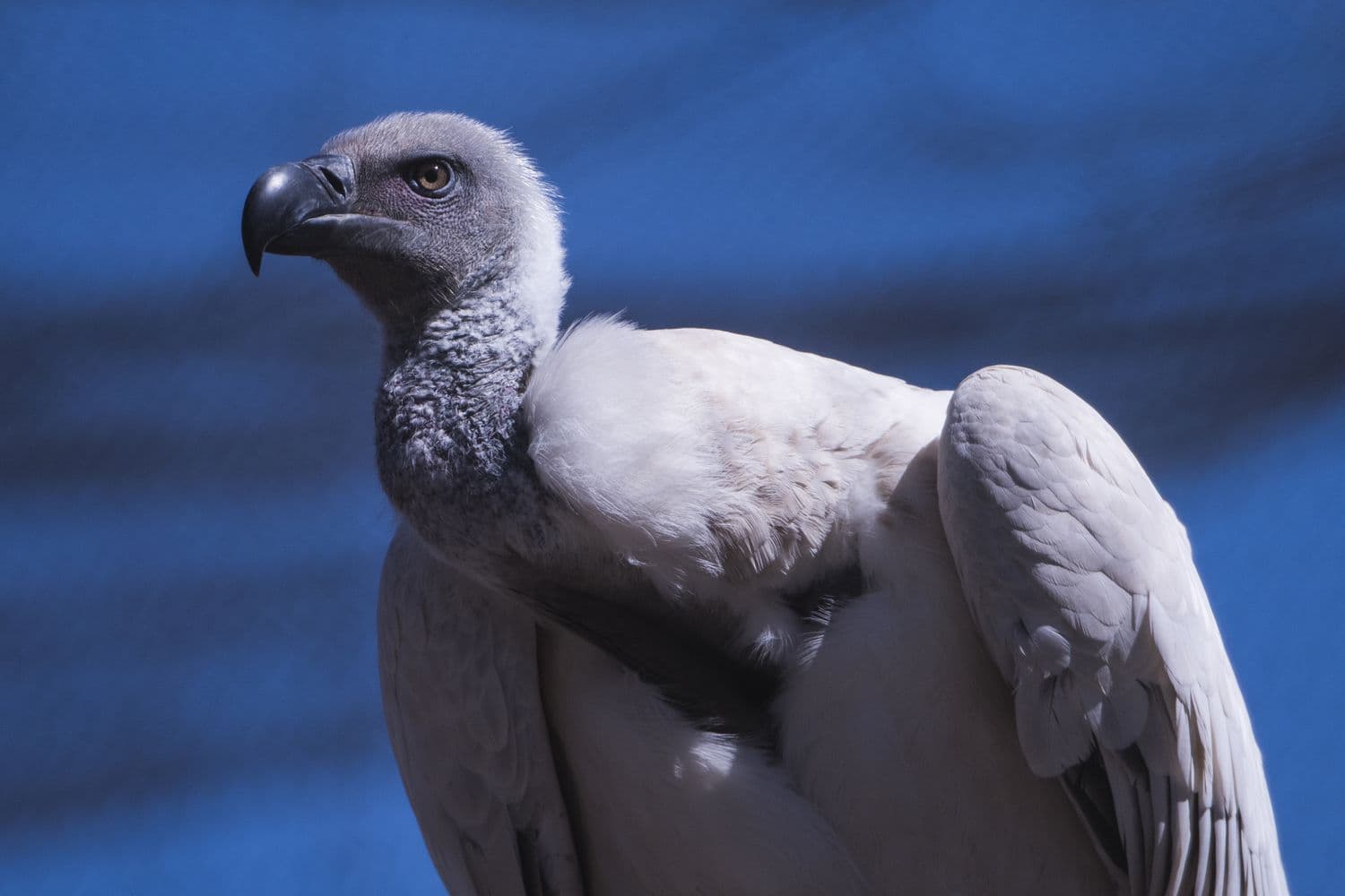 Fact Check: Are vultures endangered?
