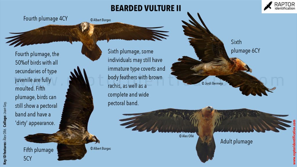 Fact Check: Are vultures raptors?