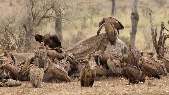 Fact Check: Are vultures scavengers?