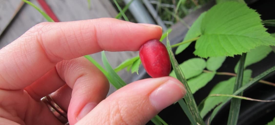 Fact Check: Are watermelons berries?
