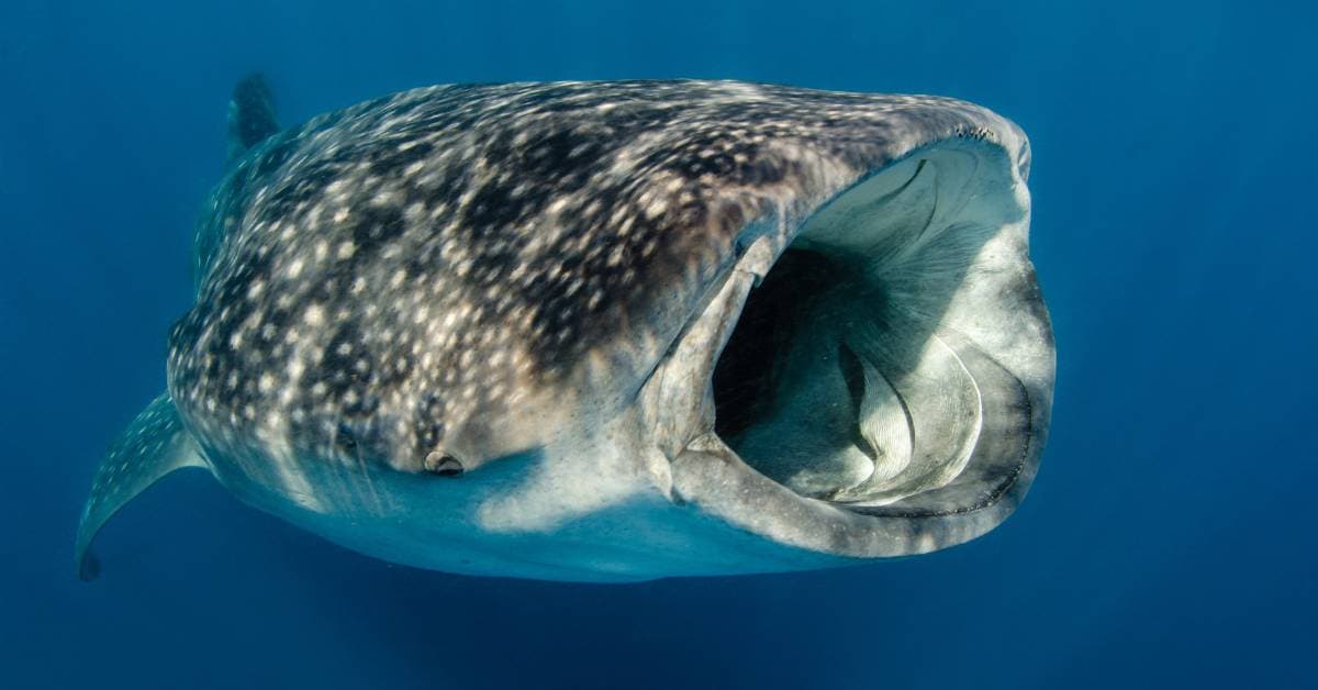Fact Check: Are whale sharks dangerous?