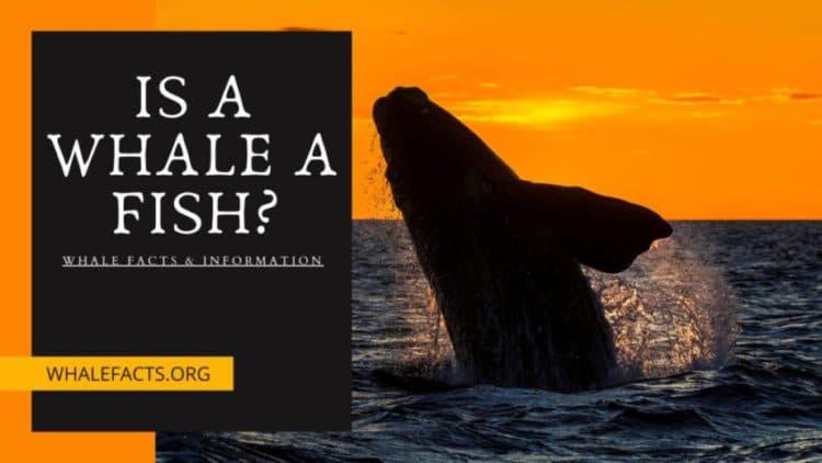 Fact Check: Are whales fish?