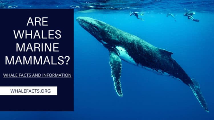 Fact Check: Are whales mammals?