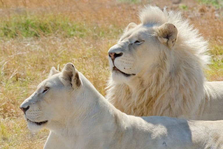 Fact Check: Are white lions real?