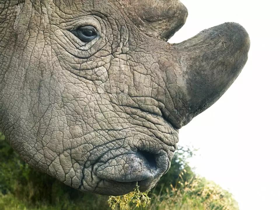 Fact Check: Are white rhinos extinct?