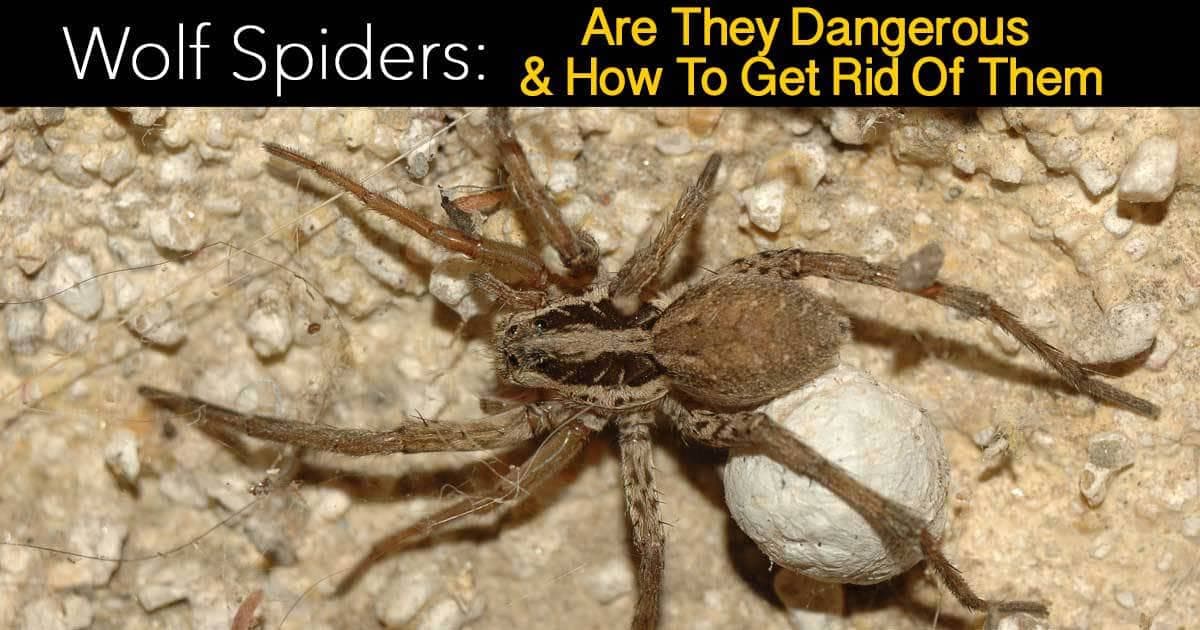 Fact Check: Are wolf spiders dangerous?