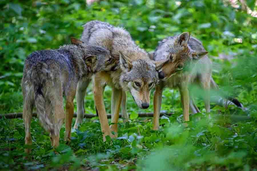 Fact Check: Are wolves monogamous?