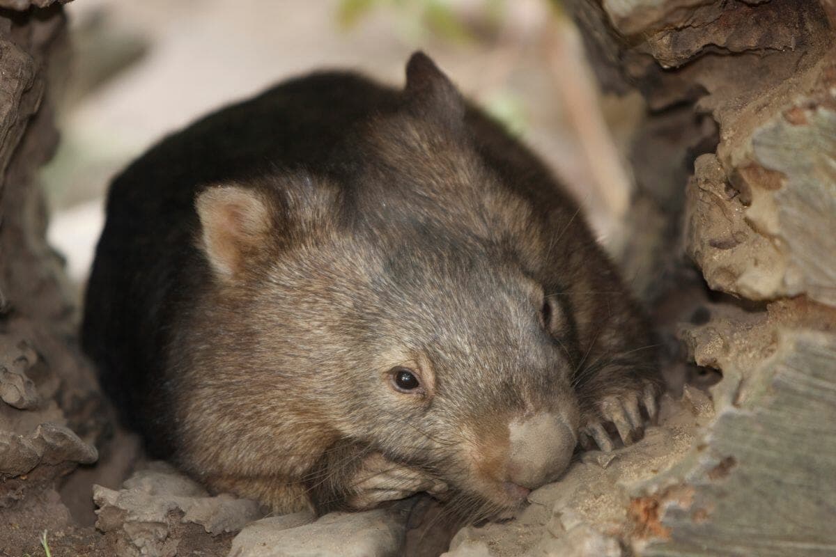 Fact Check: Are wombats dangerous?