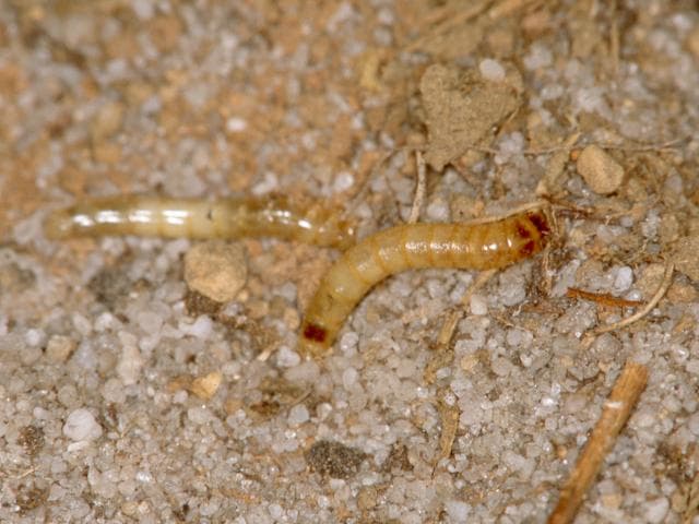 Fact Check: Are worms insects?