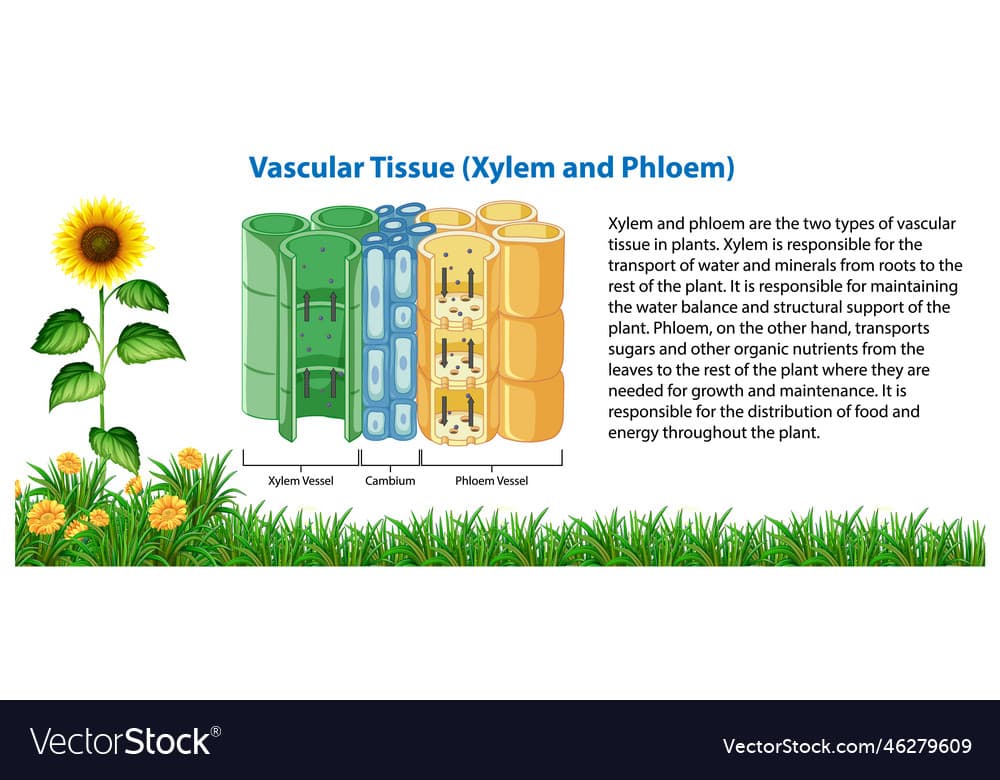 Fact Check: Are xylem and phloem vascular tissue?