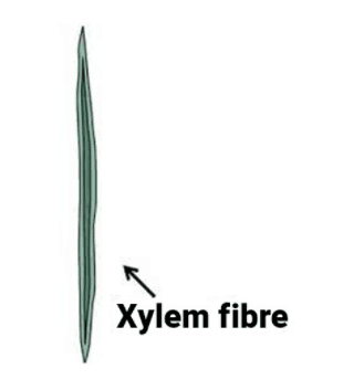 Fact Check: Are xylem fibres dead?