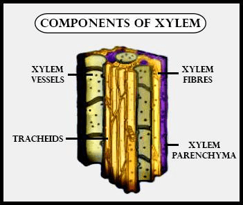 Fact Check: Are xylem fibres living or dead?
