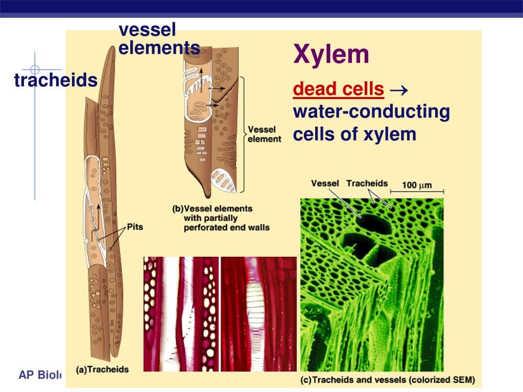 Fact Check: Are xylem vessels dead?
