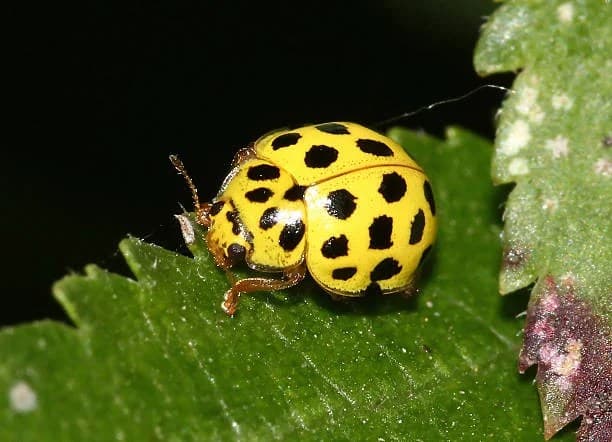 Fact Check: Are yellow ladybugs poisonous?