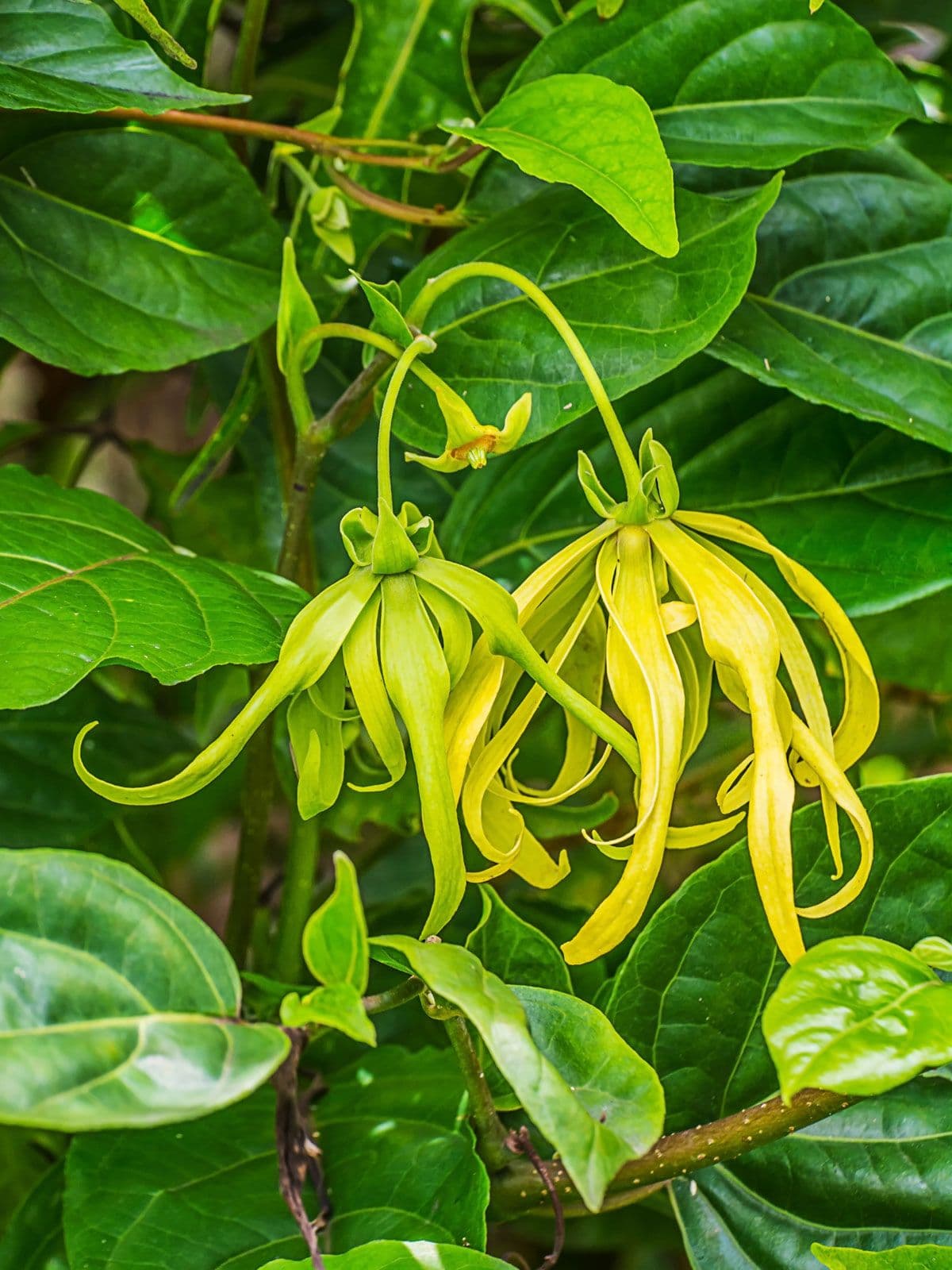 Fact Check: Are ylang ylang flowers edible?