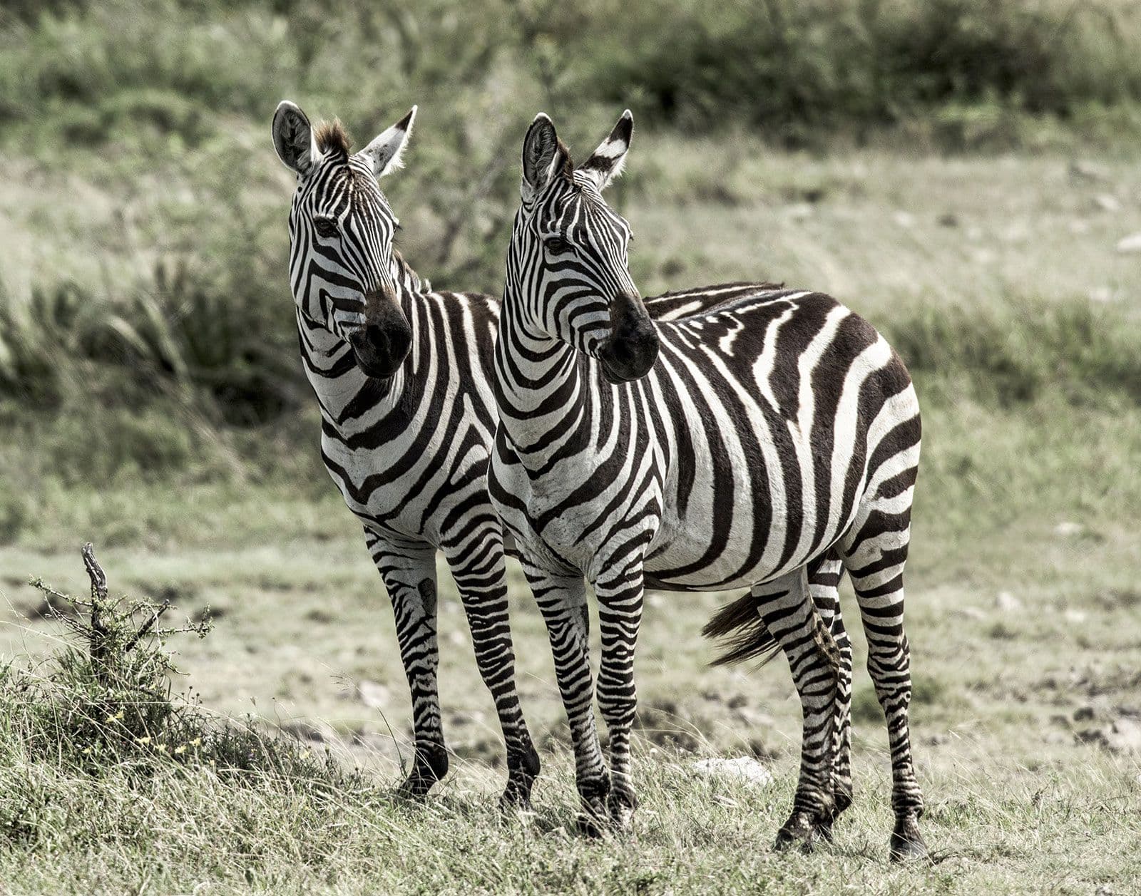 Fact Check: Are zebras black with white stripes or white with black stripes?