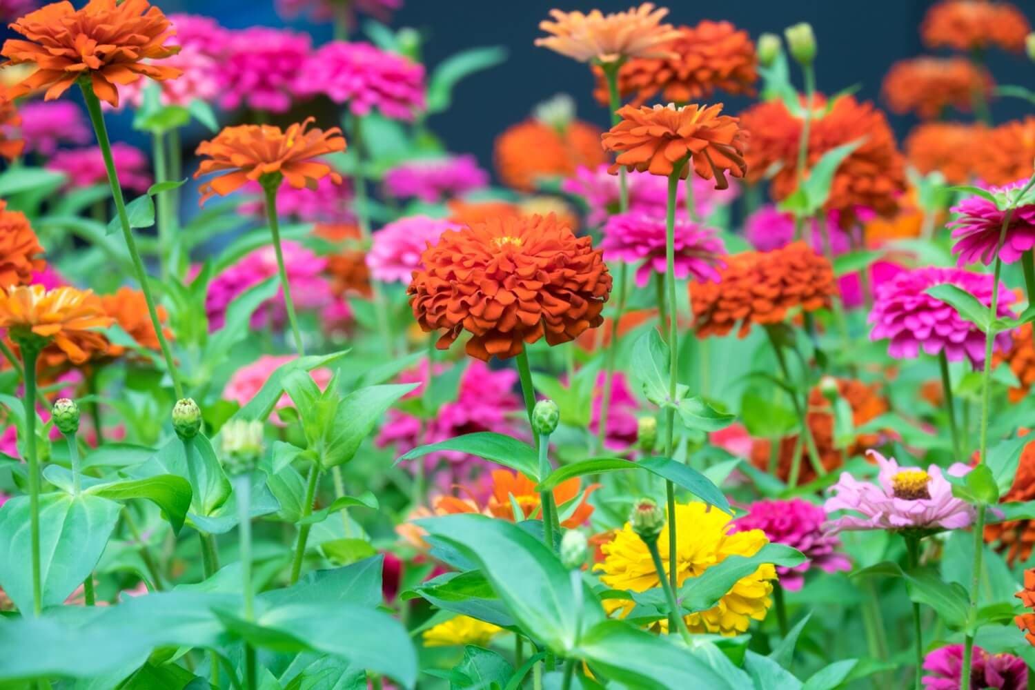 Fact Check: Are zinnias annuals or perennials?